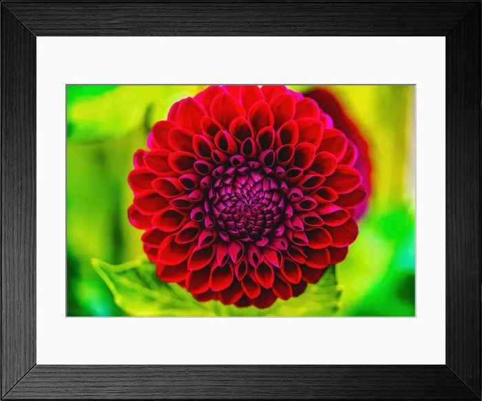 Framed Print : Dark red pompom ball dahlia blooming. Dahlia named Jessie G Framed Print : Dark red pompom ball dahlia blooming. Dahlia named Jessie G