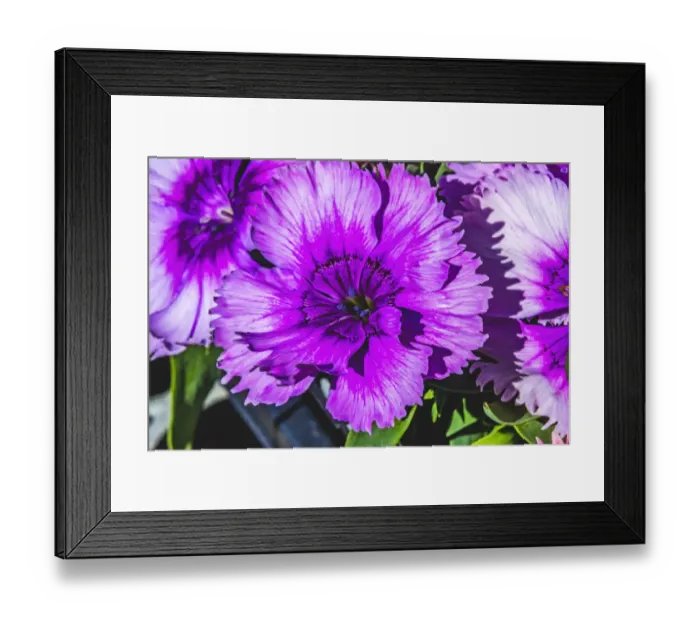 Framed Print : Purple Lobelia, Bellevue, Washington State