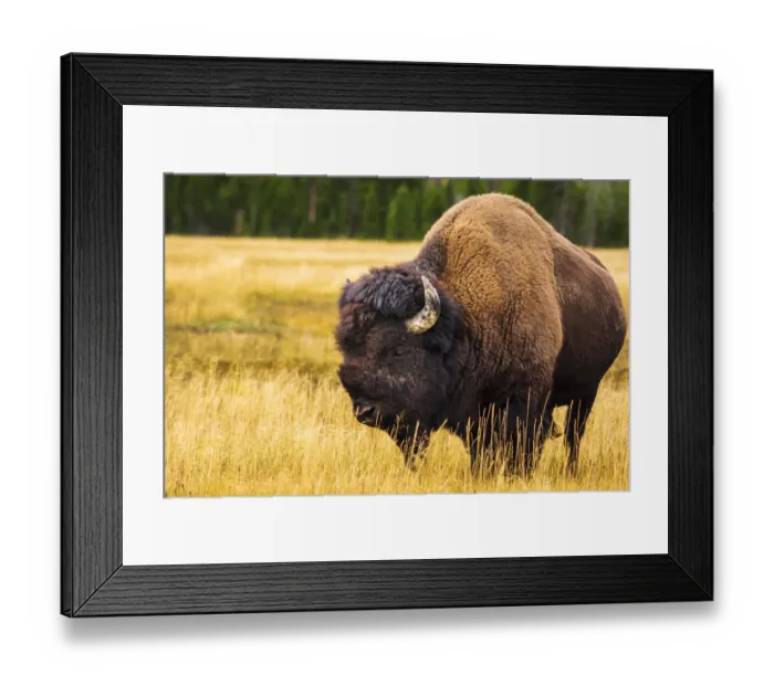 Framed Print : Bison, Yellowstone National Park, Wyoming, USA Framed Print : Bison, Yellowstone National Park, Wyoming, USA