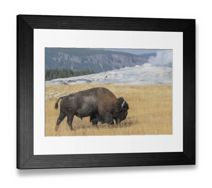 Framed Print : USA, Wyoming, Yellowstone National Park, Upper Geyser Basin