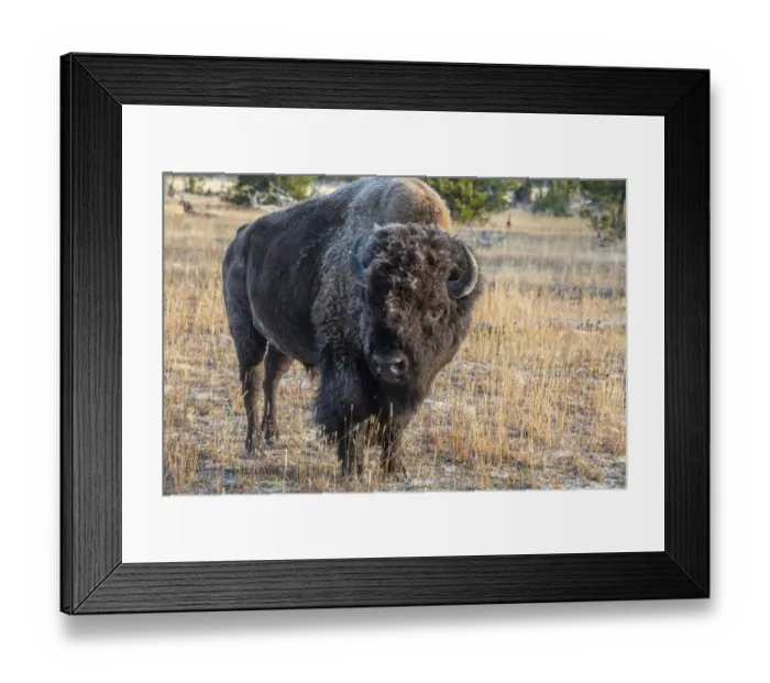 Framed Print : USA, Wyoming, Yellowstone National Park, Upper Geyser Basin Framed Print : USA, Wyoming, Yellowstone National Park, Upper Geyser Basin