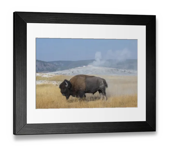 Framed Print : USA, Wyoming, Yellowstone National Park, Upper Geyser Basin Framed Print : USA, Wyoming, Yellowstone National Park, Upper Geyser Basin