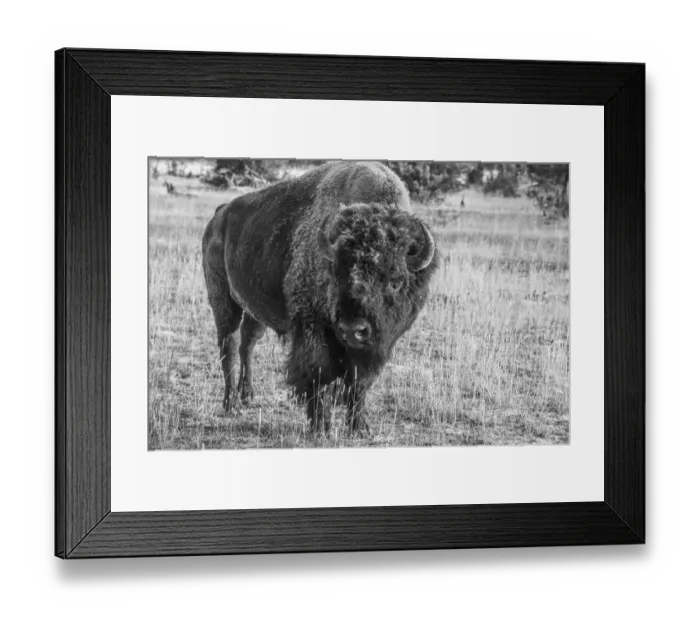 Framed Print : USA, Wyoming, Yellowstone National Park, Upper Geyser Basin Framed Print : USA, Wyoming, Yellowstone National Park, Upper Geyser Basin