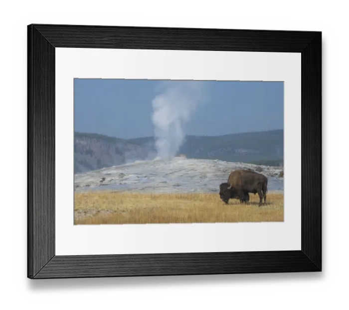 Framed Print : USA, Wyoming, Yellowstone National Park, Upper Geyser Basin Framed Print : USA, Wyoming, Yellowstone National Park, Upper Geyser Basin