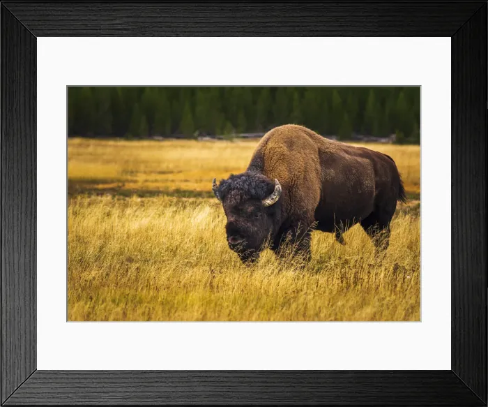 Framed Print : Bison, Yellowstone National Park, Wyoming, USA