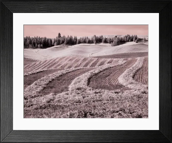 Framed Print : USA, Washington State, Palouse region, Harvest cut lines in Field