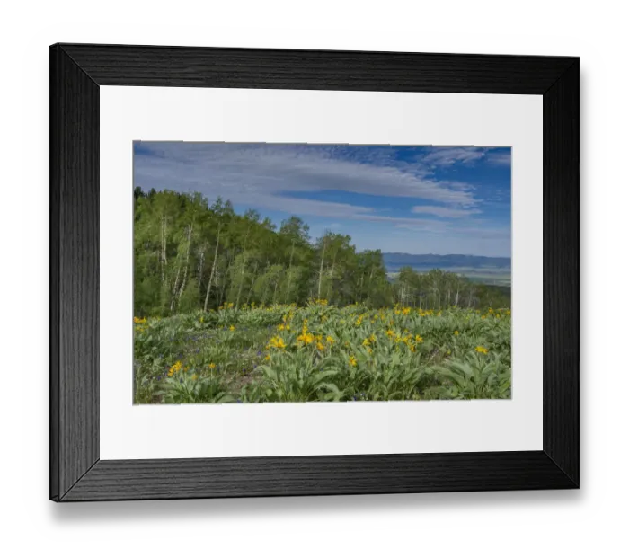 Framed Print : USA, Wyoming. Arrowleaf balsamroot wildflowers and Aspen Trees in meadow Framed Print : USA, Wyoming. Arrowleaf balsamroot wildflowers and Aspen Trees in meadow