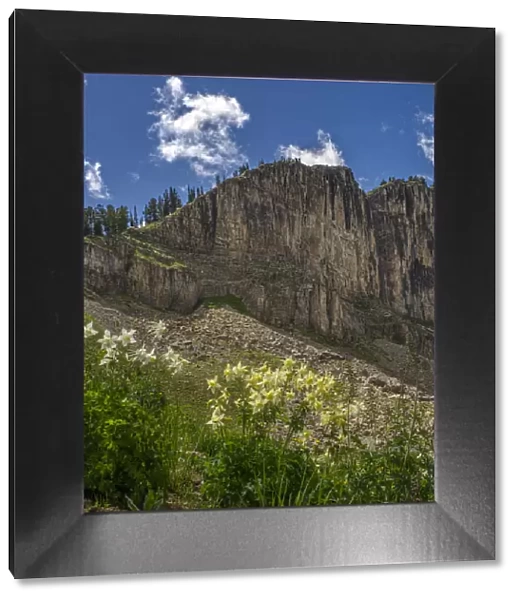 USA, Wyoming. Field of Columbine wildflowers, and mountain, Jedediah Smith Wilderness