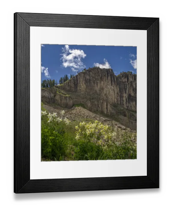 Framed Print : USA, Wyoming. Field of Columbine wildflowers, and mountain, Jedediah Smith Wilderness Framed Print : USA, Wyoming. Field of Columbine wildflowers, and mountain, Jedediah Smith Wilderness