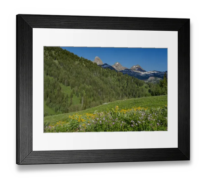 Framed Print : USA, Wyoming. Geranium and arrowleaf balsamroot wildflowers in meadow west side of Teton Framed Print : USA, Wyoming. Geranium and arrowleaf balsamroot wildflowers in meadow west side of Teton