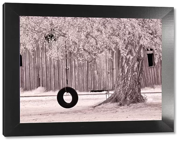 USA, Washington State, Skagit Valley, Old willow tree and tire rope swing