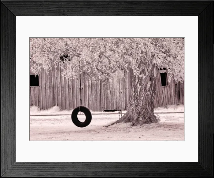 Framed Print : USA, Washington State, Skagit Valley, Old willow tree and tire rope swing