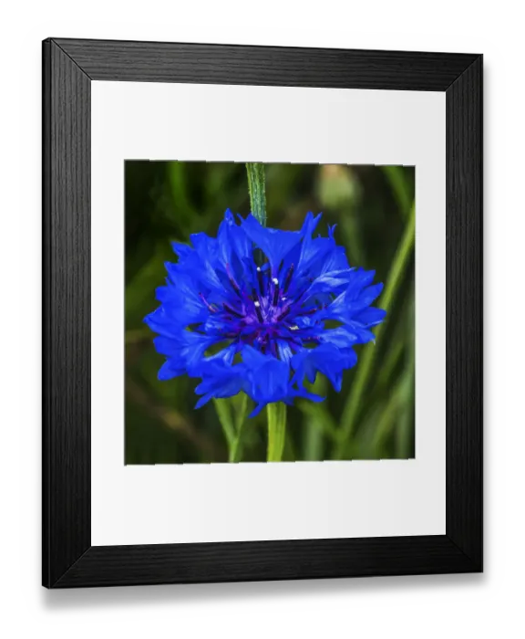 Framed Print : Colorful blue Bachelors Button Cornflower blooming