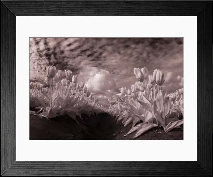 Framed Print : USA, Washington State, Skagit Valley, low angle of Tulip rows
