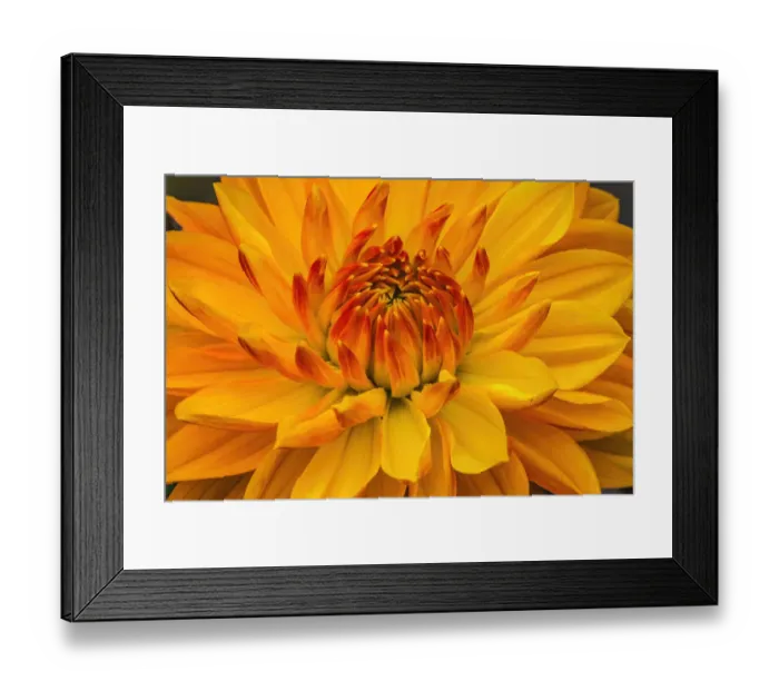 Framed Print : Yellow, orange dahlia blooming macro Framed Print : Yellow, orange dahlia blooming macro