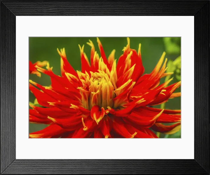 Framed Print : Red yellow orange dinnerplate dahlia blooming. Dahlia named Show N Tell