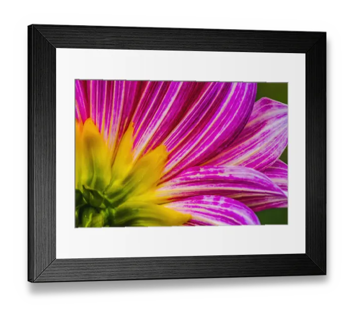 Framed Print : Pink purple dahlia petals blooming macro. Dahlia named Brushstrokes Framed Print : Pink purple dahlia petals blooming macro. Dahlia named Brushstrokes