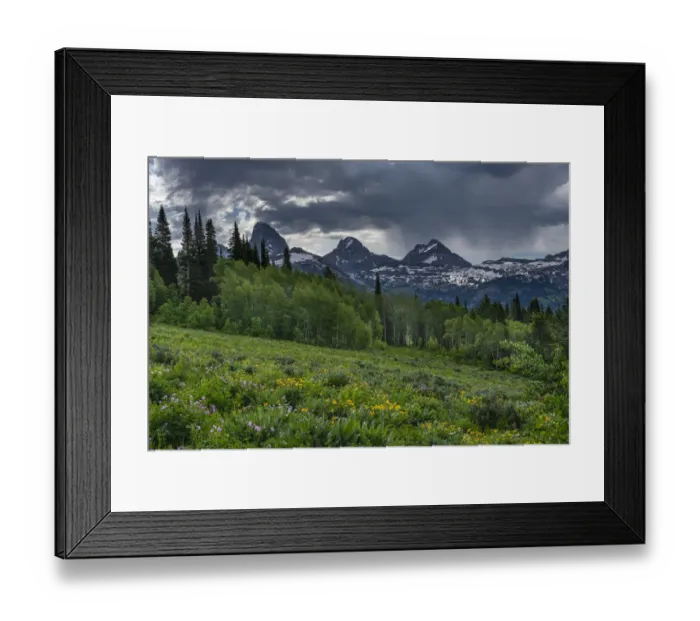 Framed Print : USA, Wyoming. Geranium and arrowleaf balsamroot wildflowers in meadow Framed Print : USA, Wyoming. Geranium and arrowleaf balsamroot wildflowers in meadow