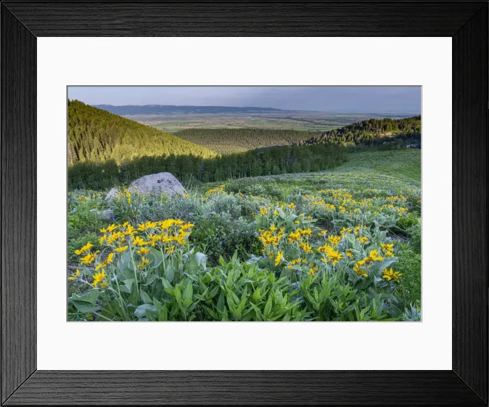Framed Print : USA, Wyoming. Arrowleaf balsamroot wildflowers in meadow, summer Framed Print : USA, Wyoming. Arrowleaf balsamroot wildflowers in meadow, summer