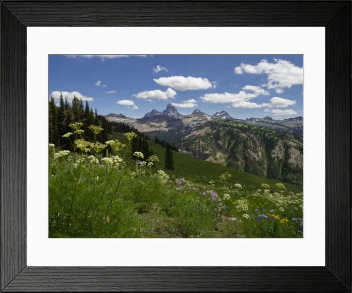 Framed Print : USA, Wyoming. Meadow filled with wildflowers in front of Grand Teton Framed Print : USA, Wyoming. Meadow filled with wildflowers in front of Grand Teton