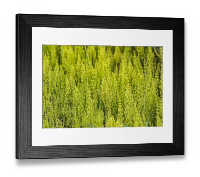 Framed Print : Steptoe, Washington State, USA. Horsetail plants (equisetum) in the Palouse hills Framed Print : Steptoe, Washington State, USA. Horsetail plants (equisetum) in the Palouse hills