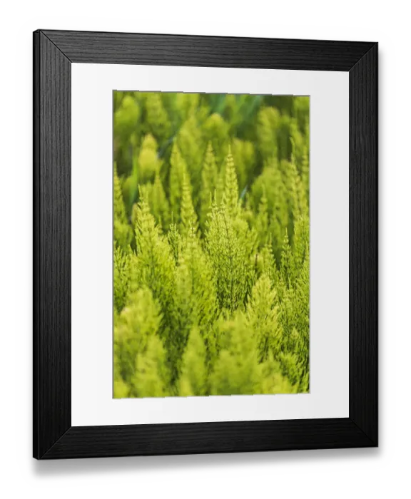 Framed Print : Steptoe, Washington State, USA. Horsetail plants (equisetum) in the Palouse hills