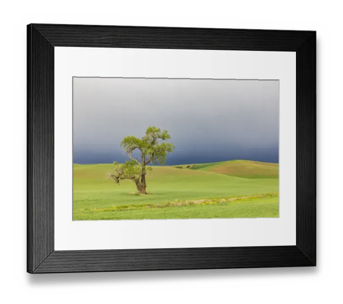 Framed Print : Steptoe, Washington State, USA. Cottonwood tree in wheat field under storm clouds in Framed Print : Steptoe, Washington State, USA. Cottonwood tree in wheat field under storm clouds in