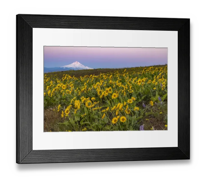 Framed Print : Spring wildflowers in full bloom on Dalles Mountain in Columbia Hills State Park near