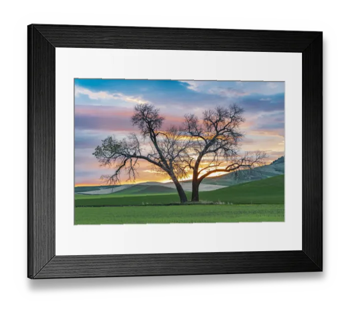 Framed Print : Steptoe, Washington State, USA. Cottonwood trees in a wheat field at sunset Framed Print : Steptoe, Washington State, USA. Cottonwood trees in a wheat field at sunset