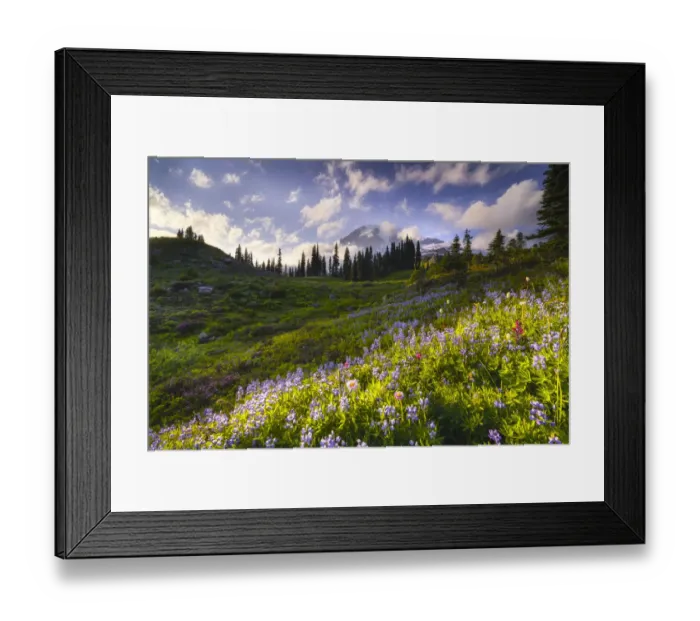Framed Print : USA, Washington, Mt. Rainier National Park. Mountain meadow with wildflowers Framed Print : USA, Washington, Mt. Rainier National Park. Mountain meadow with wildflowers