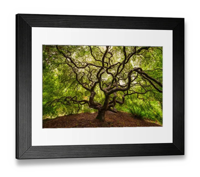 Framed Print : USA, Washington, Seattle. Japanese maple tree with twisted branches Framed Print : USA, Washington, Seattle. Japanese maple tree with twisted branches