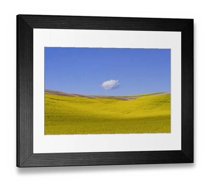 Framed Print : USA, Washington, Palouse. Ripe canola crop and cloud