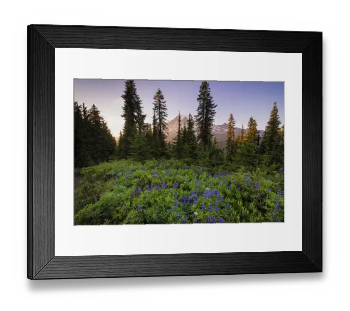 Framed Print : USA, Washington, Mt Rainier National Park. Alpine meadow and Mt. Rainier