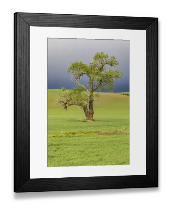Framed Print : Steptoe, Washington State, USA. Cottonwood tree in wheat field under storm clouds in
