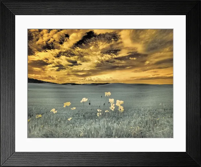Framed Print : USA, Washington State, Palouse. Spring Poppies and wheat field and clouds