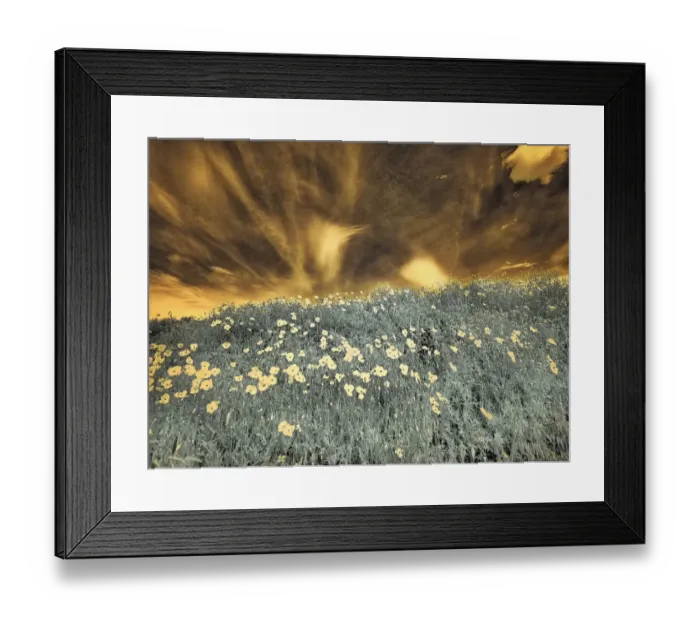Framed Print : USA, Washington State, Palouse. Spring Poppies and Backcountry road through wheat field Framed Print : USA, Washington State, Palouse. Spring Poppies and Backcountry road through wheat field