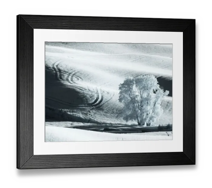 Framed Print : USA, Washington State, Palouse region, Lone tree in Field Framed Print : USA, Washington State, Palouse region, Lone tree in Field