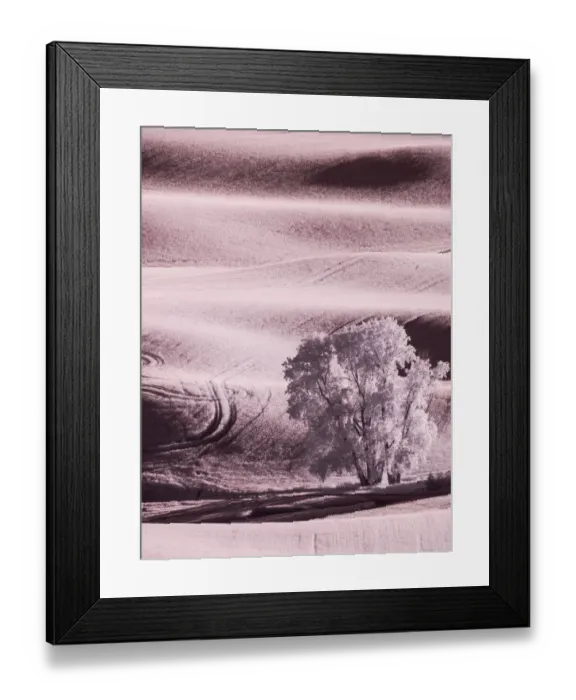 Framed Print : USA, Washington State, Palouse region, Lone tree in Field