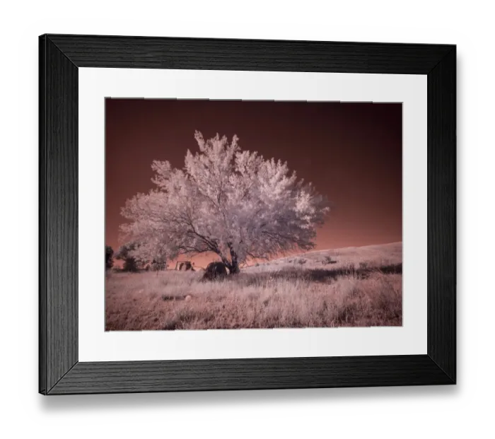 Framed Print : USA, Washington State, Palouse region, Lone tree in Field Framed Print : USA, Washington State, Palouse region, Lone tree in Field