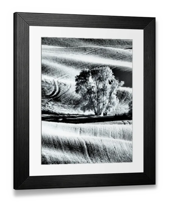 Framed Print : USA, Washington State, Palouse region, Lone tree in Field Framed Print : USA, Washington State, Palouse region, Lone tree in Field