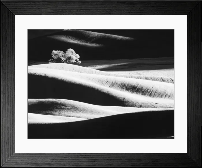 Framed Print : USA, Washington State, Palouse region, Lone tree in Field Framed Print : USA, Washington State, Palouse region, Lone tree in Field