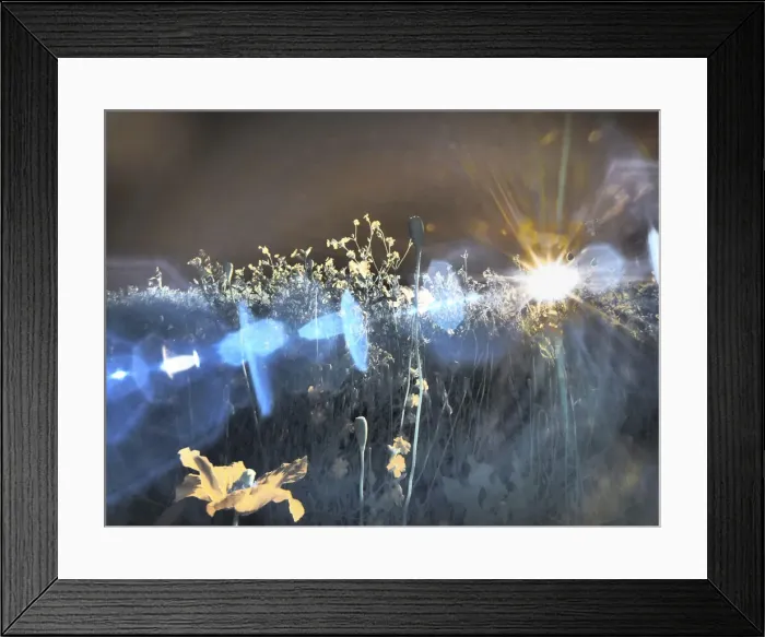 Framed Print : USA, Washington State, Palouse region wildflowers
