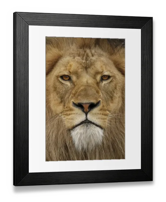 Framed Print : Adult male lion, Masai Mara, Kenya, Africa Framed Print : Adult male lion, Masai Mara, Kenya, Africa