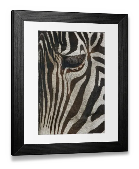 Framed Print : Burchells Zebra close-up. Masai Mara, Kenya, Africa