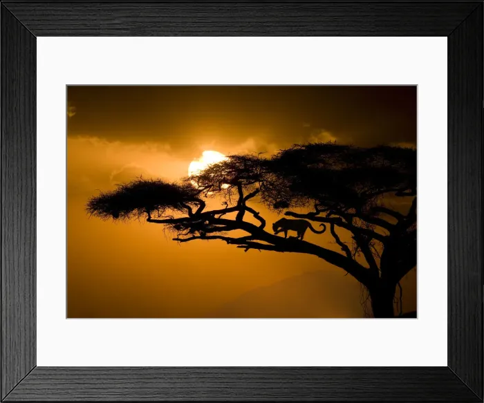 Framed Print : Kenya, Samburu National Reserve. Leopard silhouette in acacia tree Framed Print : Kenya, Samburu National Reserve. Leopard silhouette in acacia tree