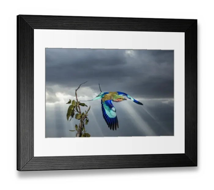Framed Print : Kenya, Masai Mara National Reserve. Lilac breasted roller in flight Framed Print : Kenya, Masai Mara National Reserve. Lilac breasted roller in flight