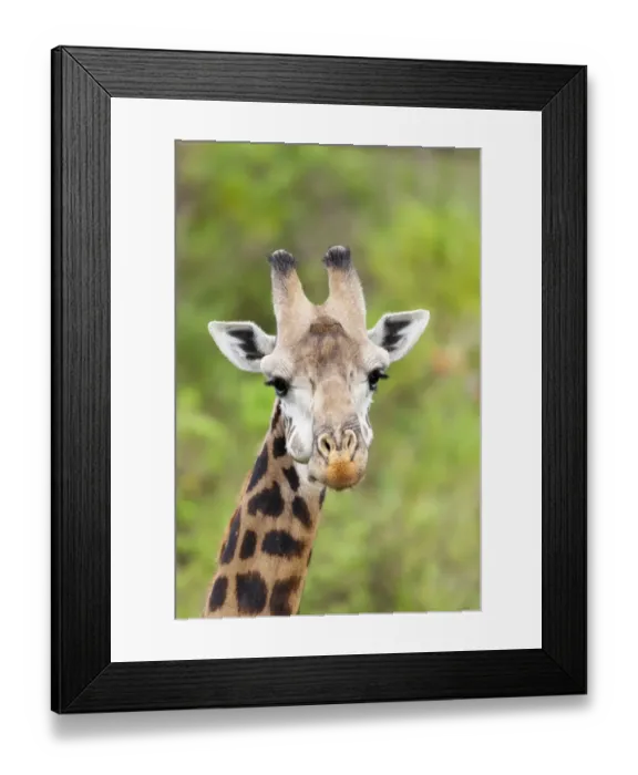 Framed Print : Africa, Tanzania. A head shot of a Masai giraffe Framed Print : Africa, Tanzania. A head shot of a Masai giraffe