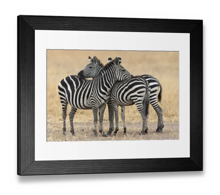 Framed Print : Africa, Tanzania. Two zebra stand together close to a third one Framed Print : Africa, Tanzania. Two zebra stand together close to a third one