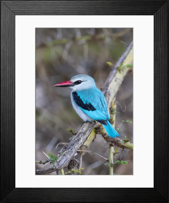 Framed Print : Africa, Tanzania. Portrait of a woodland kingfisher Framed Print : Africa, Tanzania. Portrait of a woodland kingfisher