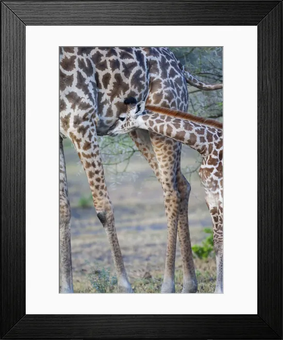 Framed Print : Africa, Tanzania. A young giraffe suckles Framed Print : Africa, Tanzania. A young giraffe suckles